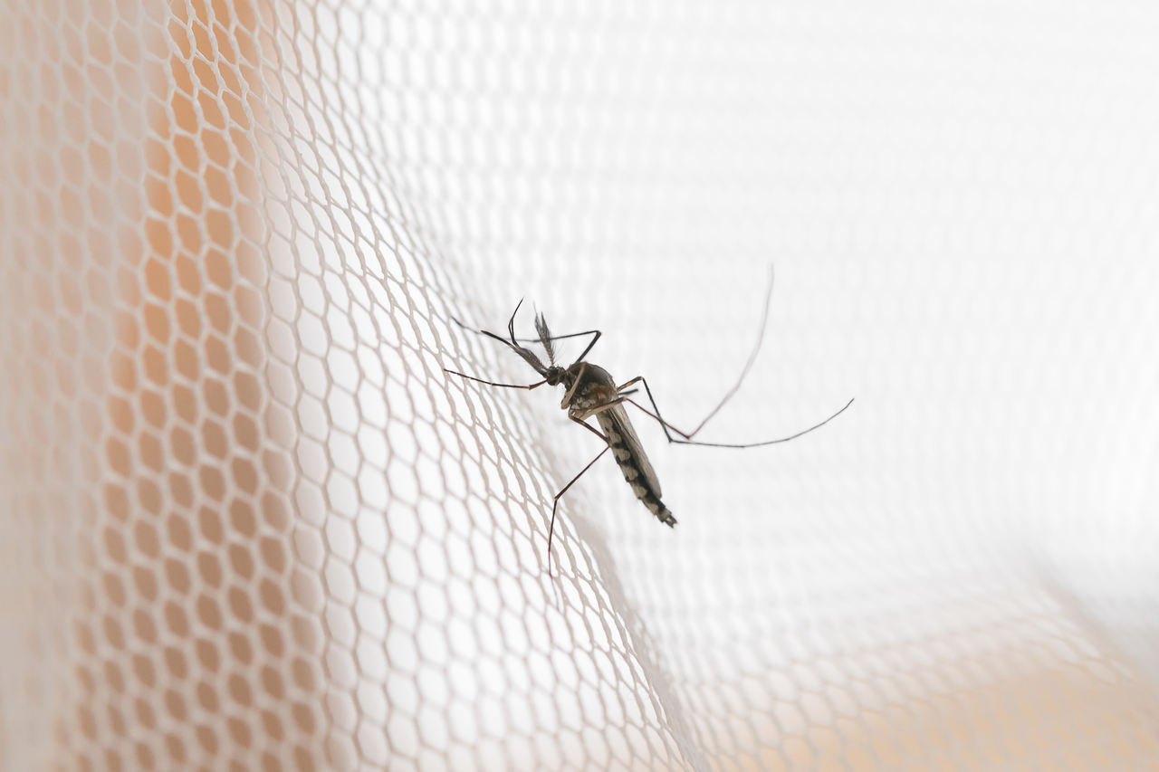 Agência Ideia Goiás - Cambridge reforça eficácia de mosquitos modificados contra doenças